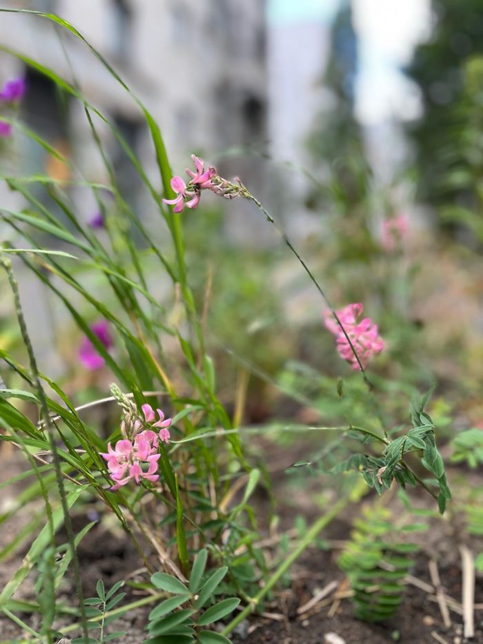 Objektabbildung zoomen